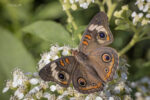 wpvc_media_1659962708828_20210906-pasture-OMAC169127-common-buckeye-web.jpg